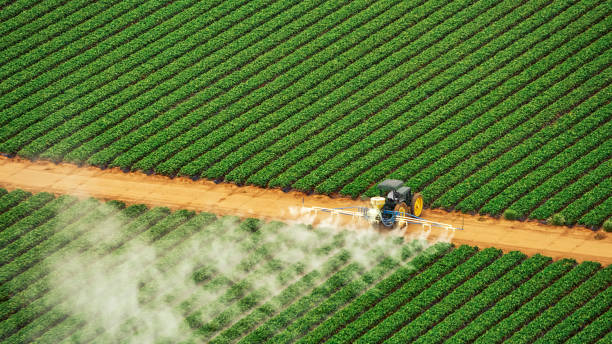 Best Termite Control Services  in Mount Holly, NC